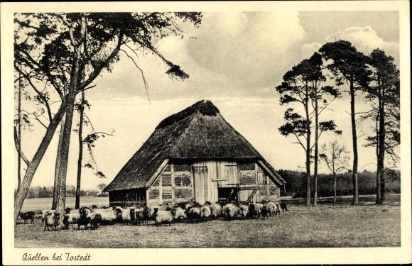 Postcard Quellen Wistedt in Lower Saxony, farm, flock of sheep