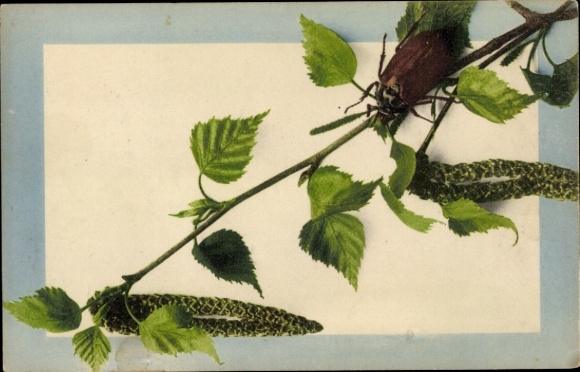 Postcard May beetle on a birch branch