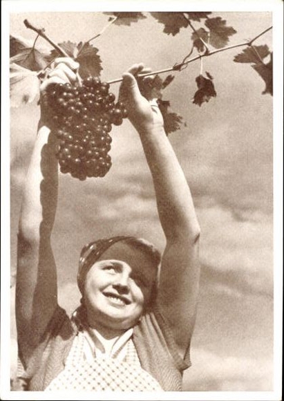 Set of 8 AK "Where the grape ripens in autumn"