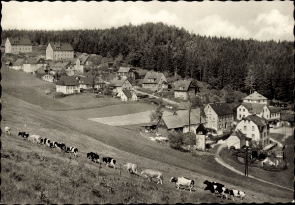 PC Kühberg Bärenstein in the Ore Mountains, local section, herd of cows
