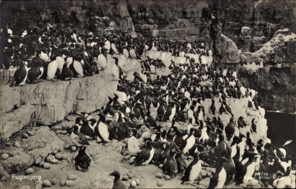 Postcard Fuglebjerg Norway, Penguin colony