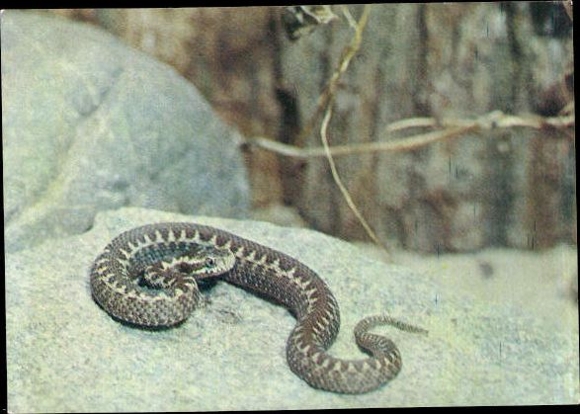 8 old Postcard reptiles, snakes, lizards, turtles