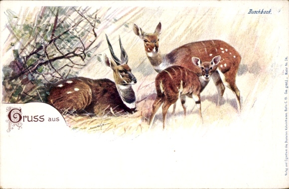 Litho Buschbock, Tierportrait