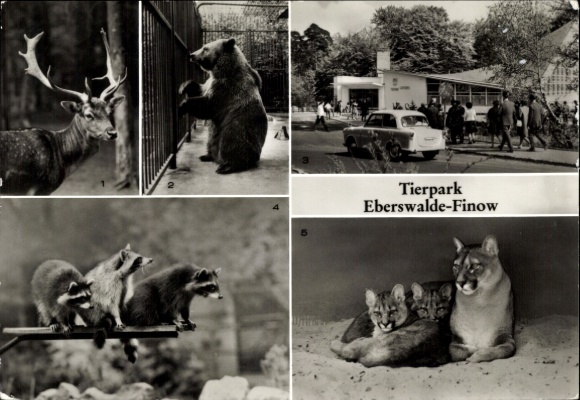 Ak Finow Eberswalde in der Mark, Tierpark, Damhirsch, Braunbär, Gaststätte, Waschbären, Puma