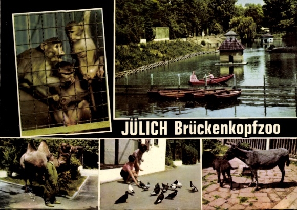 Ak Jülich in Nordrhein Westfalen, Brückenkopfzoo, Affen, Kamel