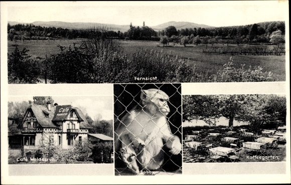 Postcard Trautheim Mühltal b. Darmstadt, Monkey Bobby, Cafe Waldesruh