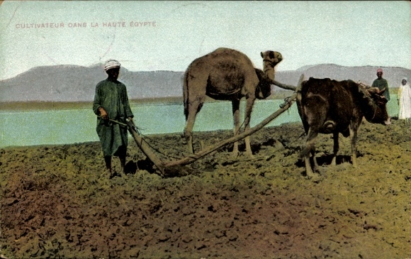 Postcard Egypt, farmer with plough, pulled by camel and ox