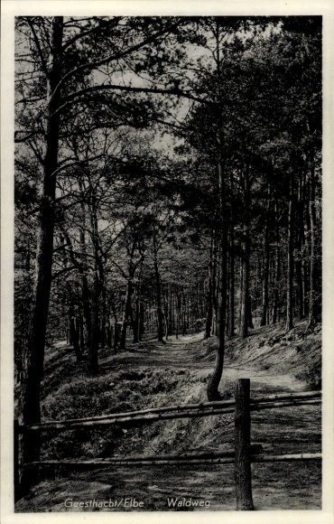 Postcard Geesthacht on the Elbe, forest path