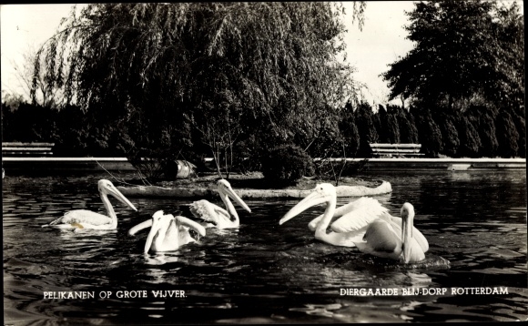 PC Rotterdam South Holland Netherlands, pelicans in the water