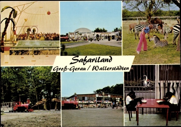 Postcard Wallerstädten Groß Gerau in Hessen, Safariland, zebras, chimpanzees, visitors