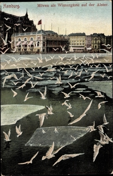 Postcard Hamburg Mitte Altstadt, seagulls over the Alster, winter