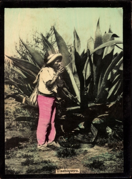Photo Mexico, Tlachiquero, Agave
