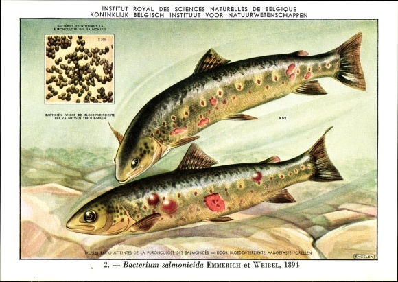 Artist PC Bacterium salmonicida, fish disease, Inst. Royal des Sciences Naturelles de Belgique