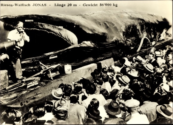 Postcard giant whale Jonas, caught whale, spectators