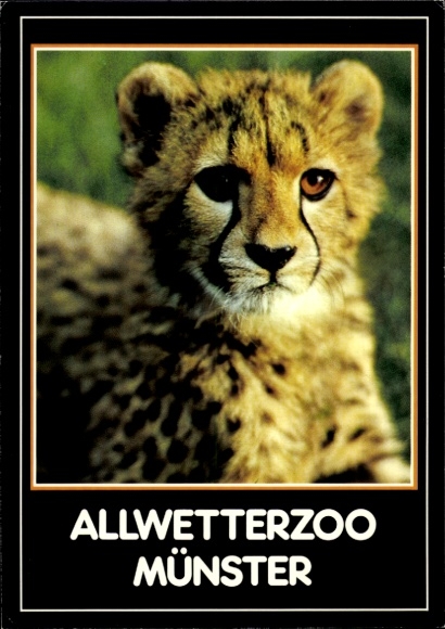 Postcard Münster in Westphalia, Allwetterzoo, young cheetah