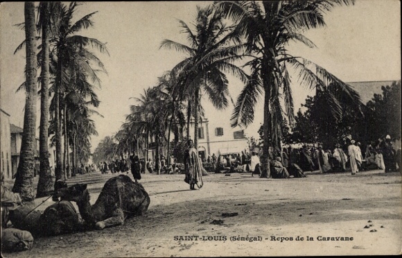 Postcard Saint Louis Senegal, rest of the caravan, palm trees, camel