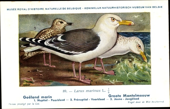 Artist PC Dupond, Hub., Larus marinus, Grote Mantelmeeuw
