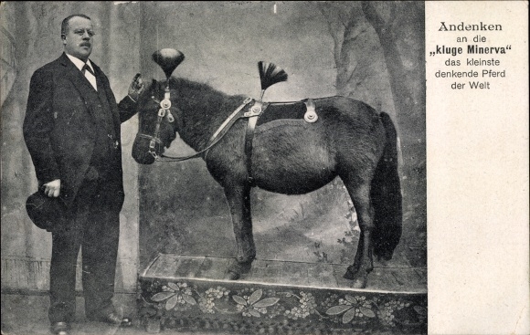Postcard Souvenir of the wise Minerva, the world&#39;s smallest thinking horse, pony, man