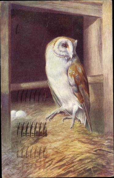 Artist Postcard Barn Owl, Nest with Eggs