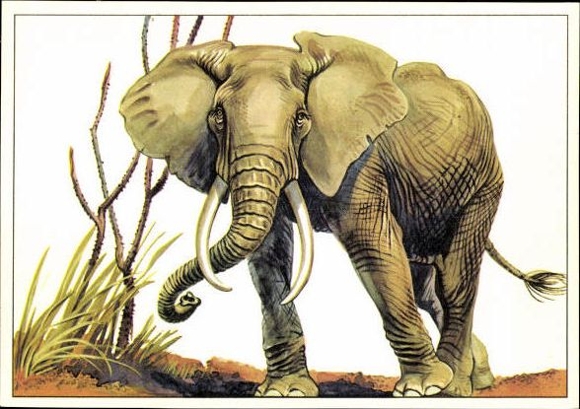 12 PCs in the envelope, African steppe animals, trading card series Bild und Heimat