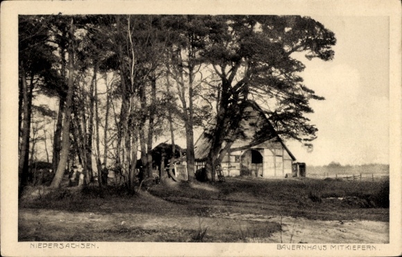 Postcard Stade in Lower Saxony, farmhouse with pines, rural scenery, trees, scattered house