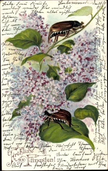 Embossed PC congratulations Pentecost, cockchafer, lilac