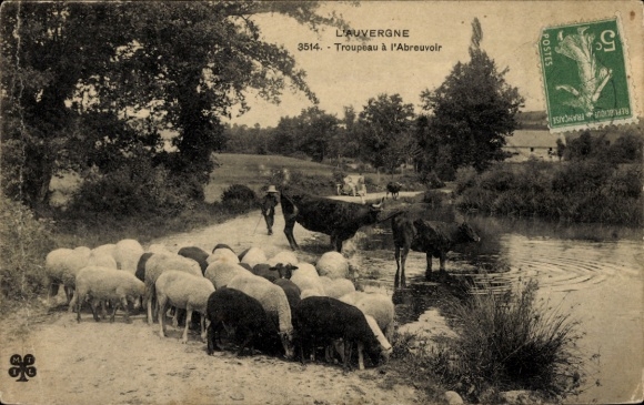 Ak Troupeau à l'Abreuvoir, Schafherde, Kühe
