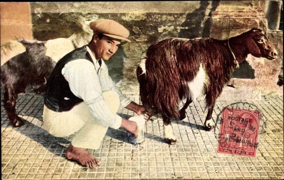 Postcard Malta, Maltese Goat Man, Milker, Goats