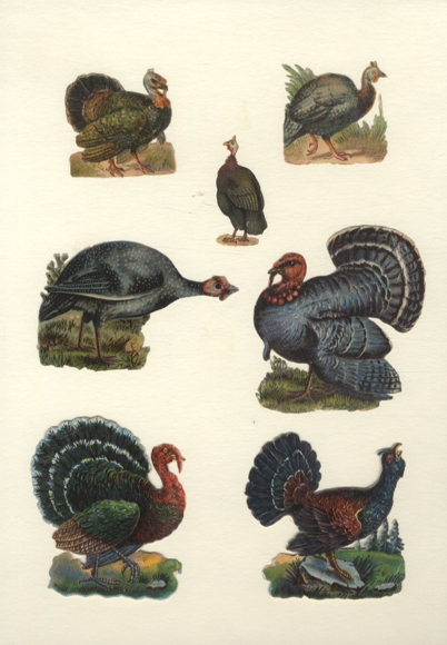 7 Oblaten große Vögel, Auerhähne, Truthähne, ca. 8,5 x 8 cm bis 5 x 2,5 cm