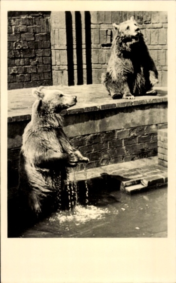 Postcard Zoo, brown bears