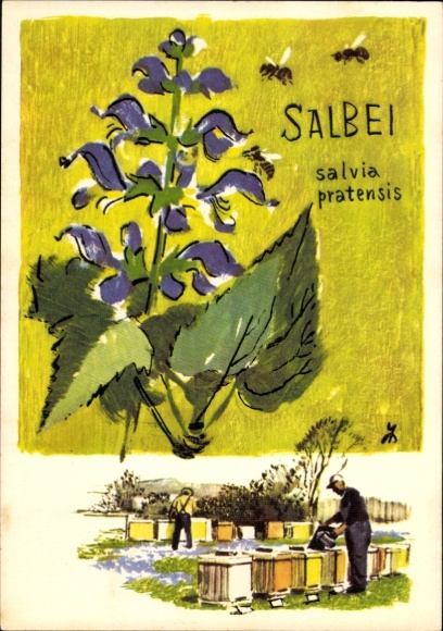 Artist Postcard Beekeeping around the world, Healing sage provides rich forage in the USA