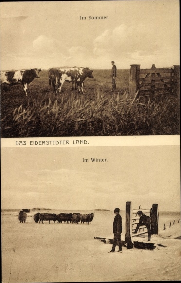 Ansichtkaart Schiereiland Eiderstedt in Noord-Friesland, koeienweide, schaapskudde, winter, zomer
