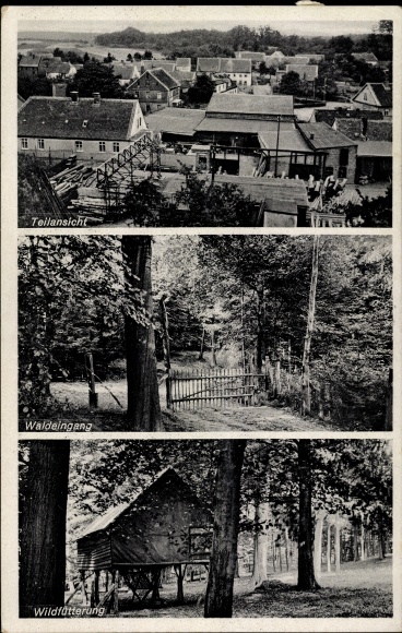 Postcard Eggenstedt Wanzleben Börde, partial view, forest entrance, wild feeding
