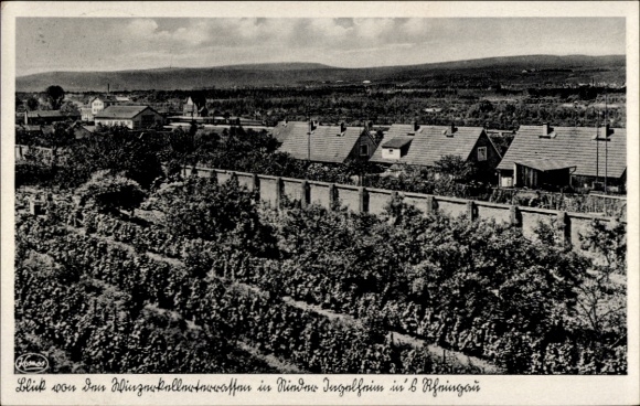 Postcard Nieder Ingelheim am Rhein, view from the wine cellar terraces into the Rheingau