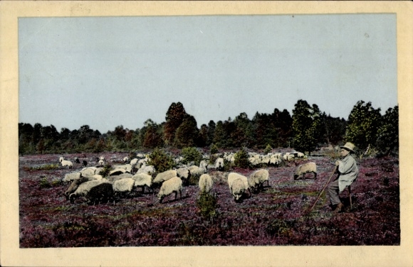 Ak Lüneburger Heide, Heidschnuckenherde, Schäfer
