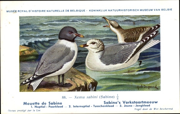 Artist PC Dupond, Hub., Xema sabini, Schwabenmöwe
