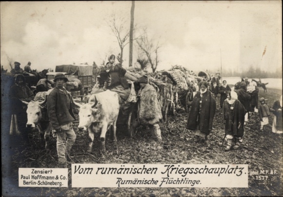 Picture Romanian theater of war, Romanian refugees, cattle, WWI