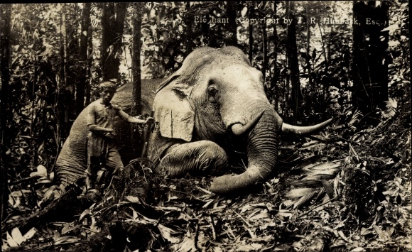 Foto Ak Elephant, Elefantenjagd ?