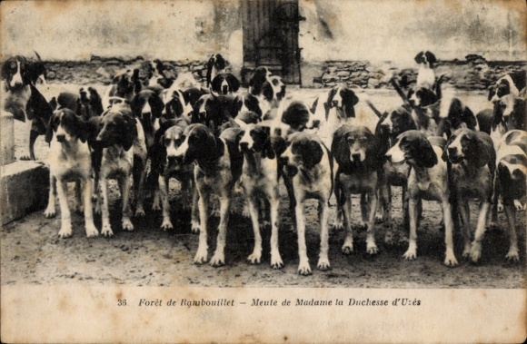 Ak Foret de Rambouillet Yvelines, Jagdhunde, Meute