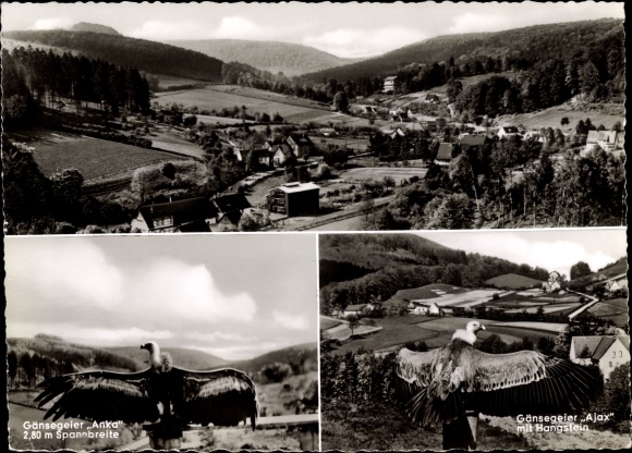 PC Berlebeck Detmold North Rhine-Westphalia, panorama, griffon vulture Anka and Ajax with Hangstein