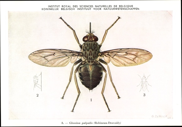 Artist Postcard Devuyst, Glossina palpalis, mosquito