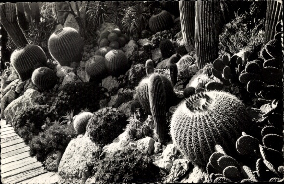 Postcard Exotic Garden of Monaco, Opuntia microdasys, Ferocactus robustus
