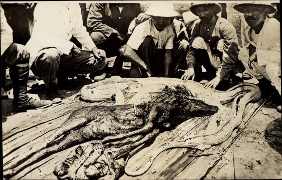 Photo Postcard Singapore, Singapore, snake, hunter, python with prey cut out