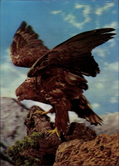 3 D Postcard Brown eagle on the rocks