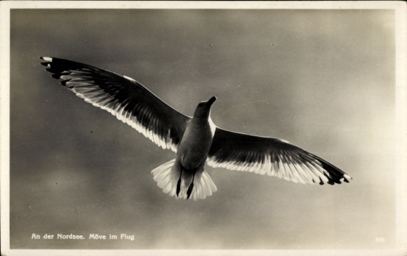 Postcard Norderney in East Frisia, seagull in flight