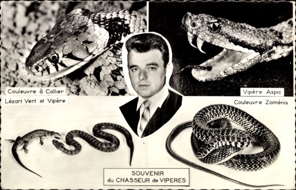 Postcard Snake Hunter, Portrait, Grass Snake, Asp Viper, Zamenis Snake