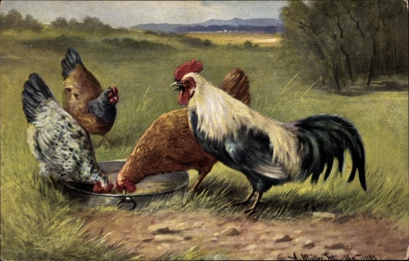 Künstler Ak Müller, A., Hahn und Hühner am Futternapf