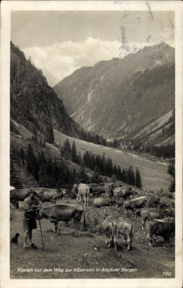 Postcard Samerberg in Upper Bavaria, Alpine cattle on the way to the cheese pasture in the Allgäu mountains