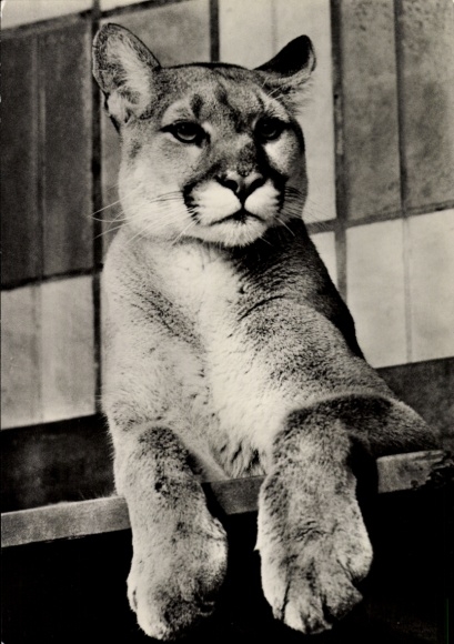 Ak Berlin Lichtenberg Friedrichsfelde, Tierpark, Puma im Alfred-Brehm-Haus