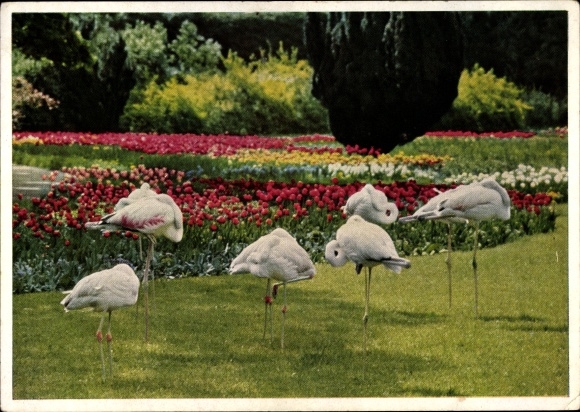 PC Cannstatt Stuttgart Neckar, flamingos with spring blossom, Wilhelma